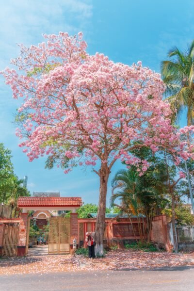 Beautiful pink flowering tree with people beneath, in a sunny outdoor setting in Bảo Lộc, Vietnam.